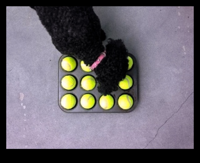 Rotaļlietu laiks triumfē: aizraujošas rotaļu idejas suņiem un kaķiem