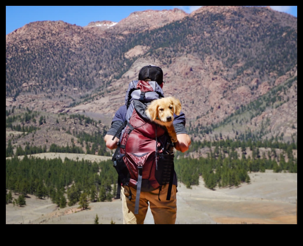 Piedzīvojums gaida: plānojiet suņiem draudzīgus ceļojumus