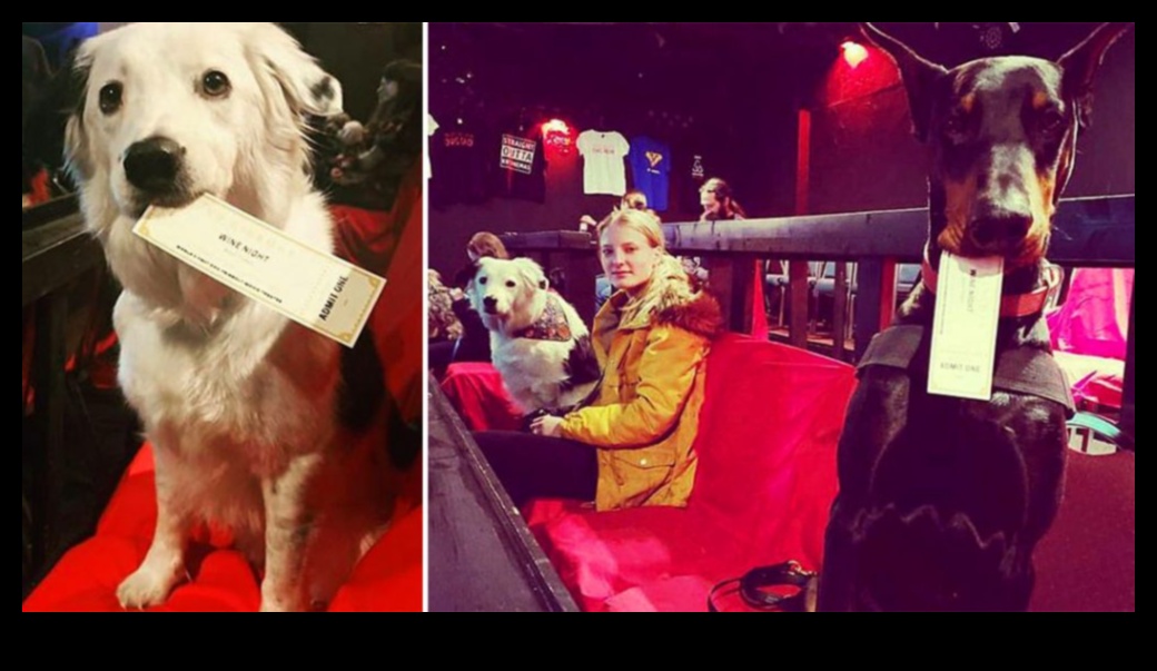 Suņu kino: filmu vakari jums un jūsu sunim