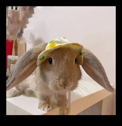 Eleganta šinšila: aprīkojiet savu mājdzīvnieku grauzēju stilā