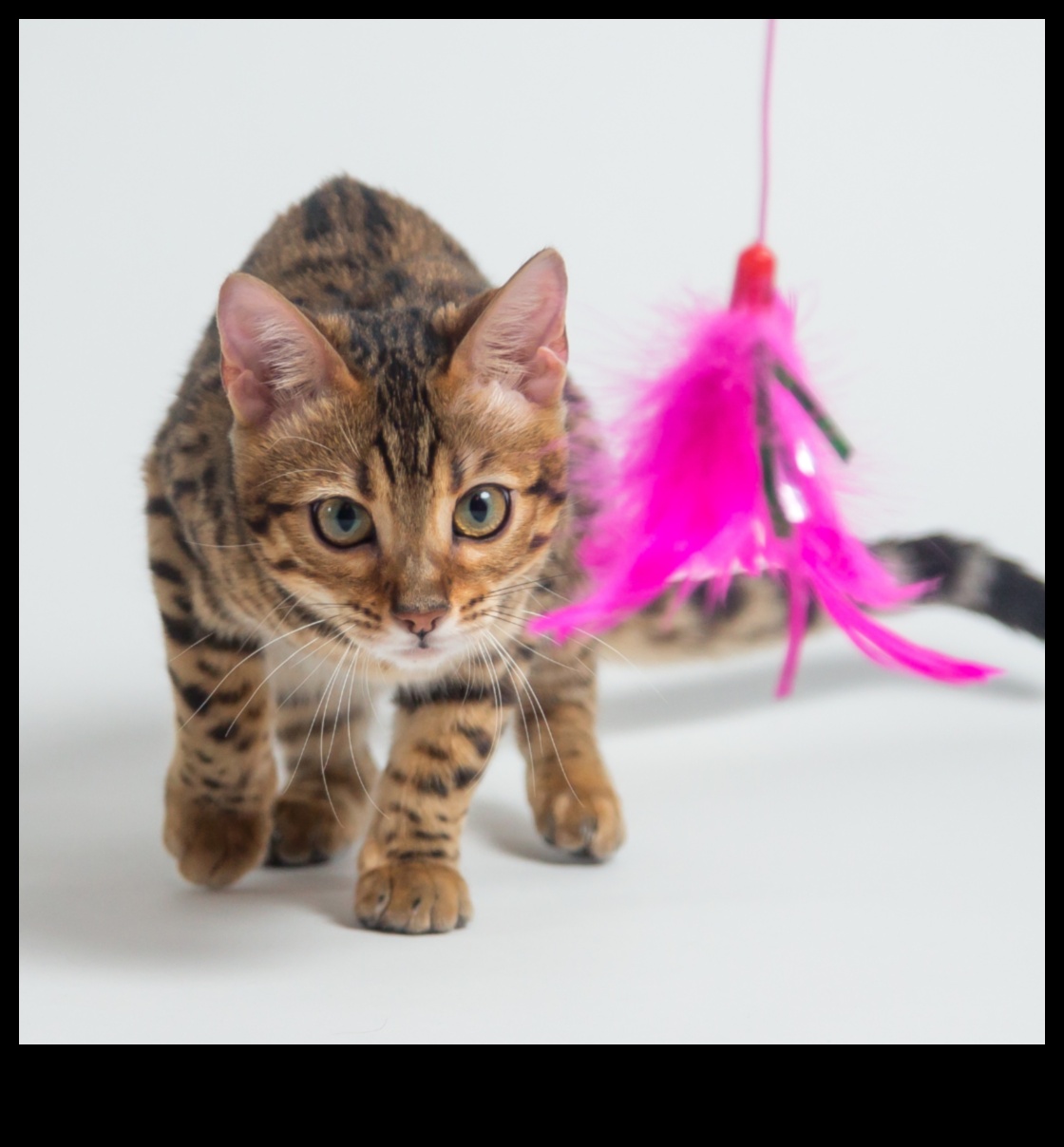 DIY kaķu rotaļlietas: rotaļīgas un interaktīvas izklaides izveide