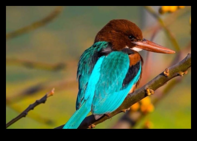 Spalvainie draugi Turpinājums: Putni ar ievērojamām navigācijas prasmēm