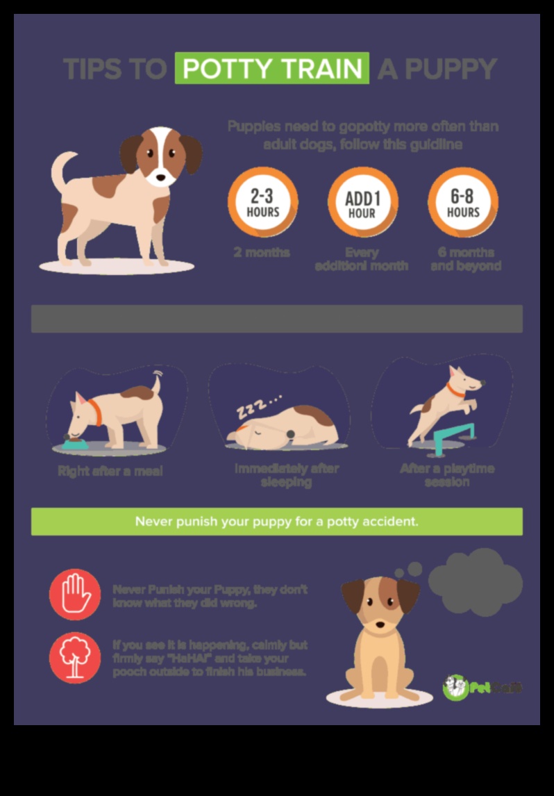 Kucēnu podiņmācība: efektīvi paņēmieni tīrai mājai