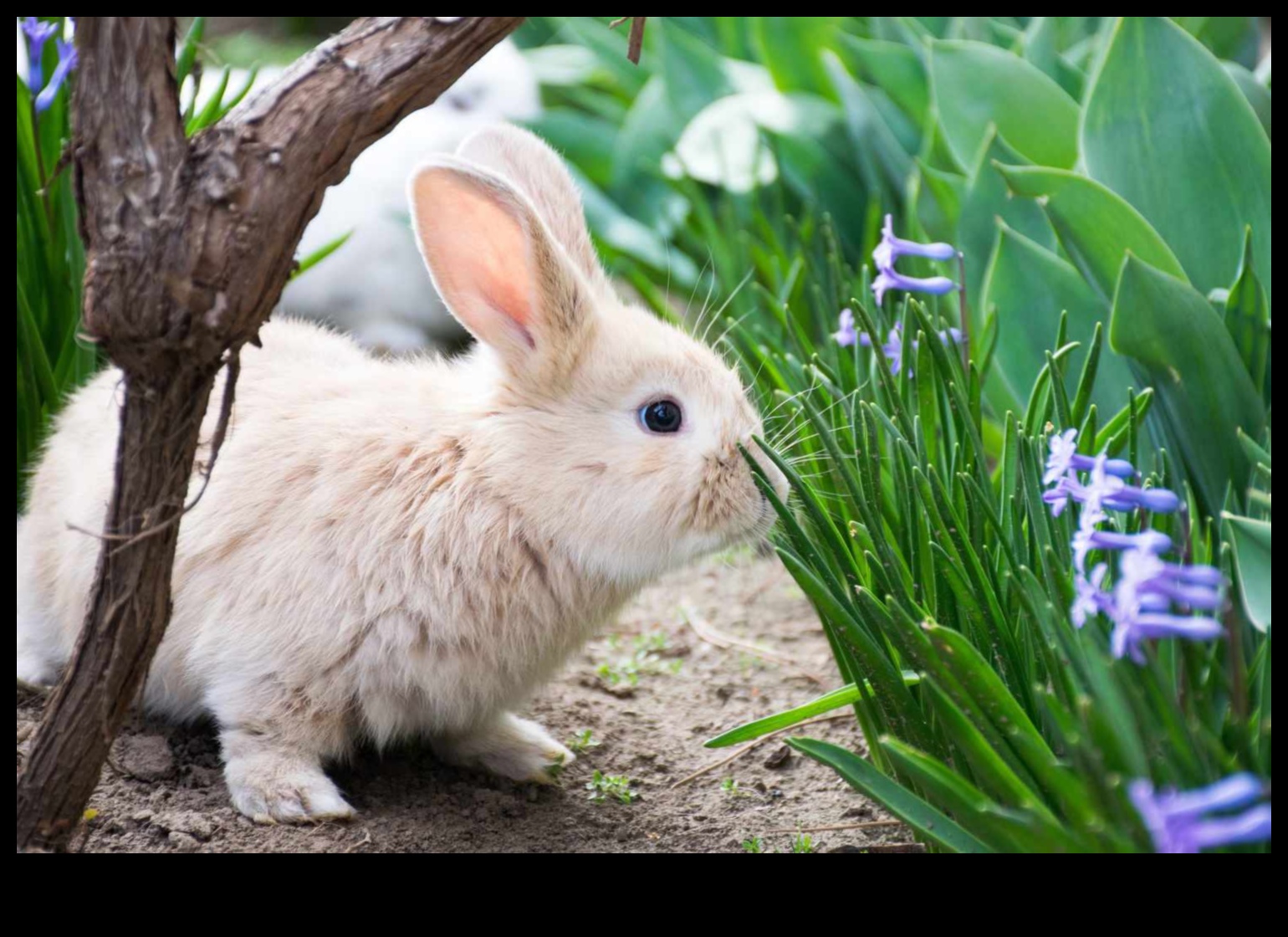 Kriteriju krīze? Risinājumi dārzam, kurā nav kaitēkļu