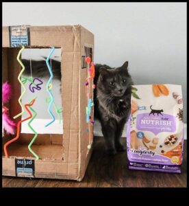 DIY kaķu rotaļlietas: rotaļīgas un interaktīvas izklaides izveide