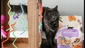 DIY kaķu rotaļlietas: rotaļīgas un interaktīvas izklaides izveide