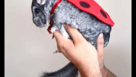 Eleganta šinšila: aprīkojiet savu mājdzīvnieku grauzēju stilā