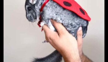 Eleganta šinšila: aprīkojiet savu mājdzīvnieku grauzēju stilā