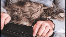 Kaķu saikne: Izpratne par starpsugu saitēm ar savu kaķi