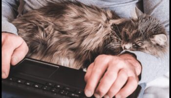 Kaķu saikne: Izpratne par starpsugu saitēm ar savu kaķi