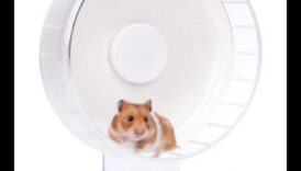 Kāmja riteņa alternatīvas: vingrojumu iespēju dažādošana