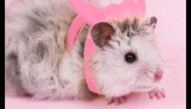 Kāmja svarīgākie darbi Turpinājums: izrotājiet savu mazo grauzēju ar krāšņiem piederumiem