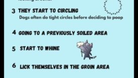 Kucēnu podiņmācība: efektīvi paņēmieni tīrai mājai