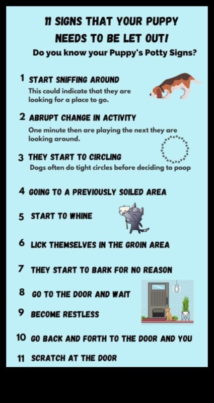 Kucēnu podiņmācība: efektīvi paņēmieni tīrai mājai