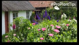 Pastorālie dārgakmeņi: ziedēšanas kopšana mājīgos kotedžu dārzos