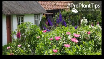 Pastorālie dārgakmeņi: ziedēšanas kopšana mājīgos kotedžu dārzos