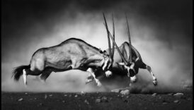 Monohromatiskā maģija: melnbaltās mākslas apguve