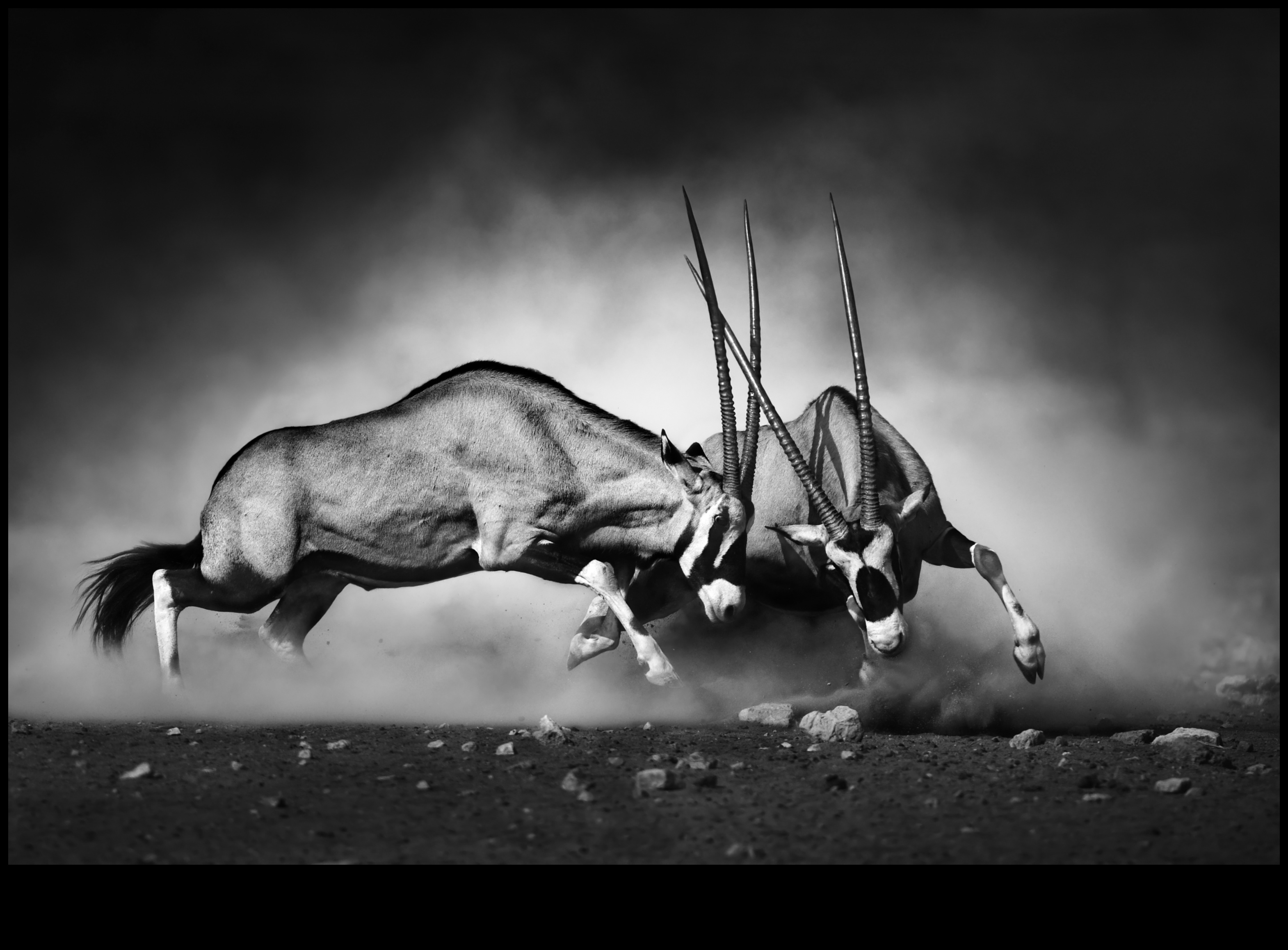 Monohromatiskā maģija: melnbaltās mākslas apguve