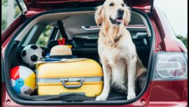 Piedzīvojums gaida: plānojiet suņiem draudzīgus ceļojumus