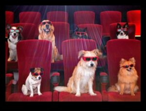 Suņu kino: filmu vakari jums un jūsu sunim