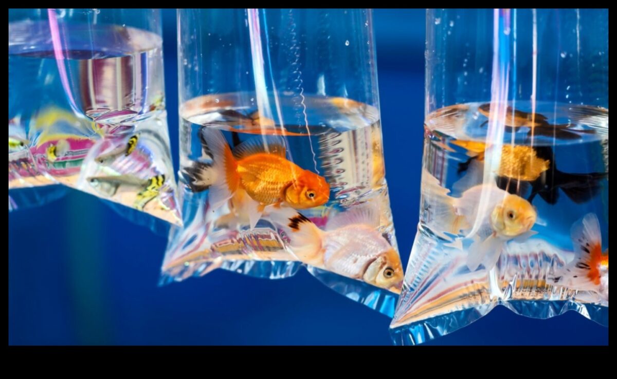 Zivju tvertņu izklaide: karnevāla rīkošana akvārijā