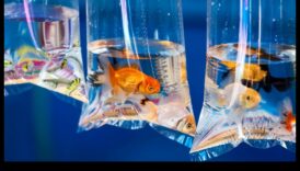 Zivju tvertņu izklaide: karnevāla rīkošana akvārijā