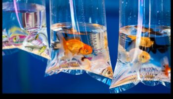 Zivju tvertņu izklaide: karnevāla rīkošana akvārijā